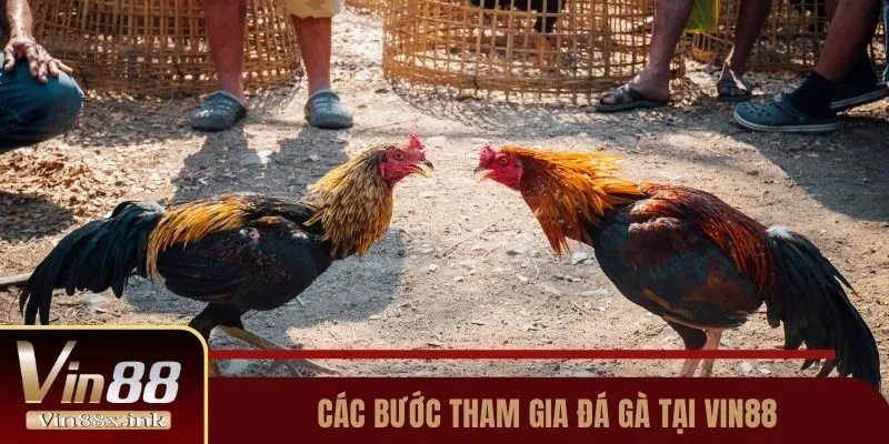 Các bước tham gia đá gà tại Vin88