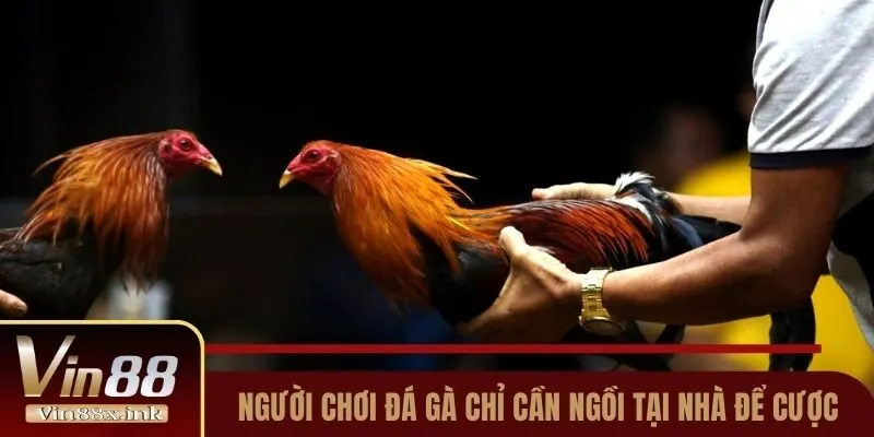Người chơi đá gà chỉ cần ngồi tại nhà để cược
