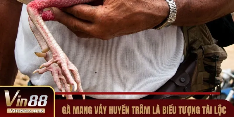 Gà mang vảy Huyền Trâm là biểu tượng tài lộc