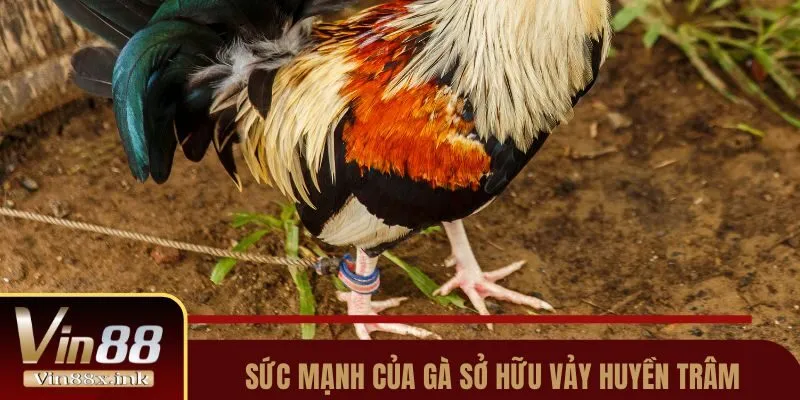 Sức mạnh của gà sở hữu vảy Huyền Trâm