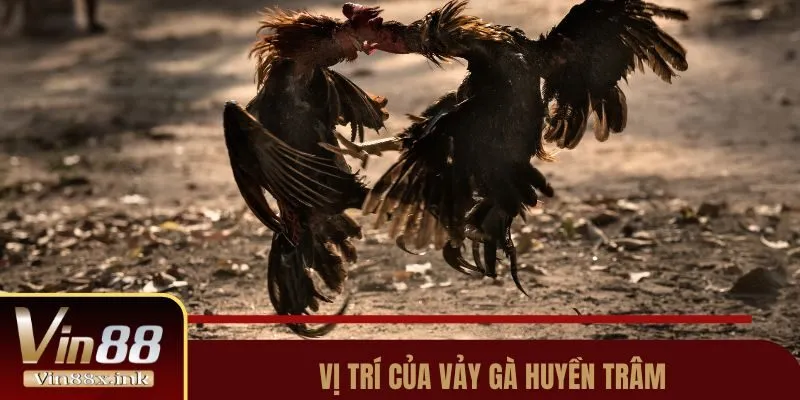 Vị trí của vảy gà Huyền Trâm
