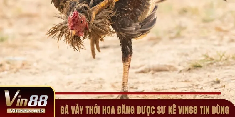 Gà Thới Hoa Đăng được sư kê Vin88 tin dùng