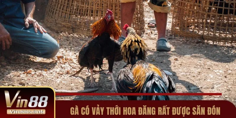 Gà có vảy Thới Hoa Đăng rất được săn đón