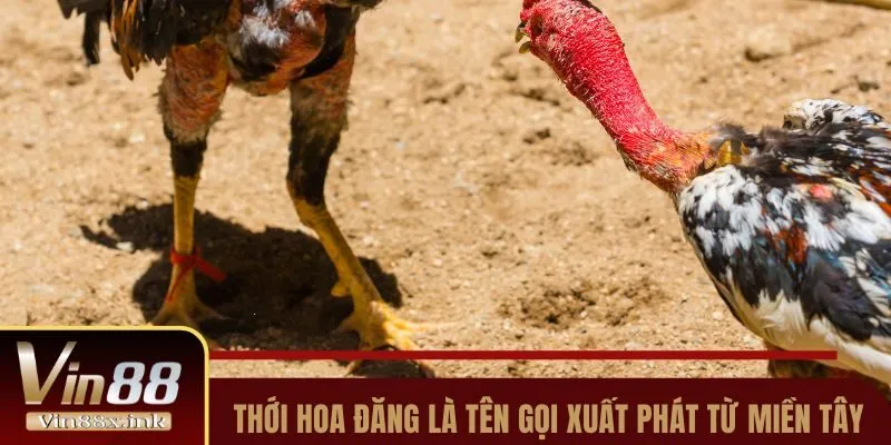 Thới Hoa Đăng là tên gọi xuất phát từ miền Tây