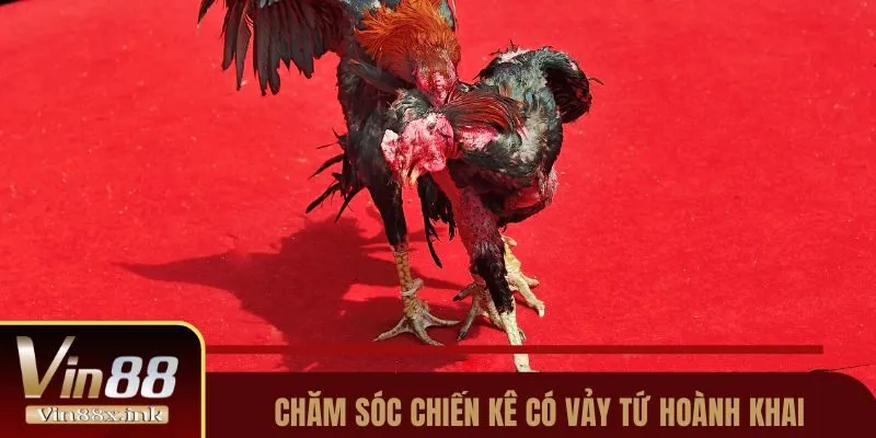 Chăm sóc chiến kê có vảy Tứ Hoành Khai