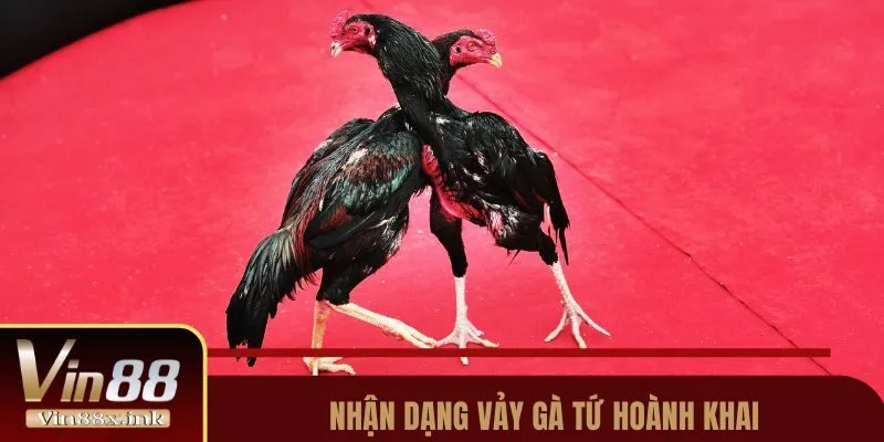 Nhận dạng vảy gà Tứ Hoành Khai