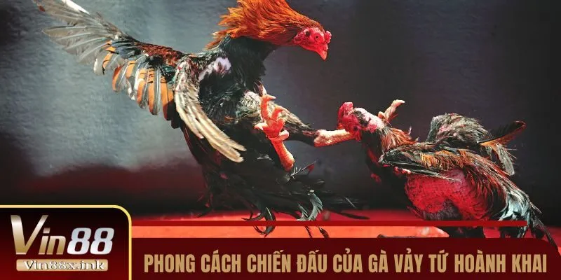Phong cách chiến đấu của gà có vảy Tứ Hoành Khai