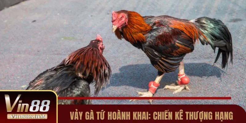 vay ga tu hoanh khai thum